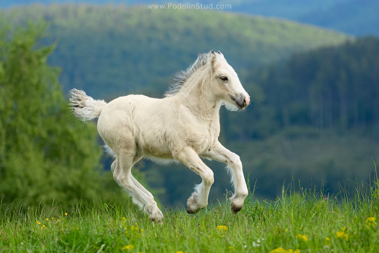 Buckskin Filly Foal